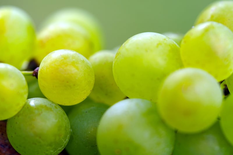 Grape Harvest
