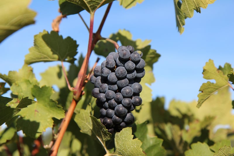 Merlot