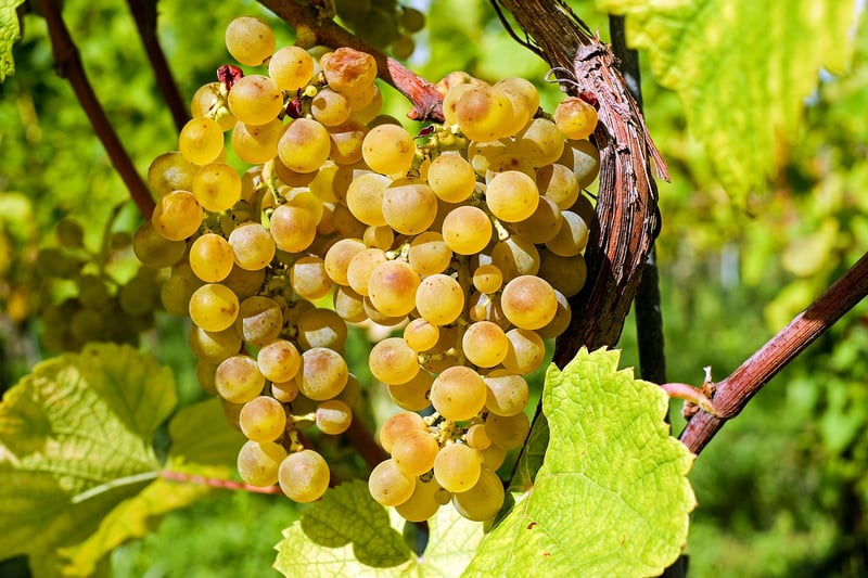 Chardonnay Grapes
